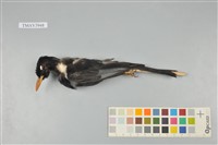 藏品(紅嘴黑鵯)的圖片